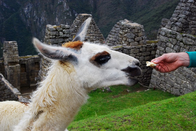 lamy w peru