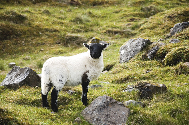 owca na Old Man of Storr