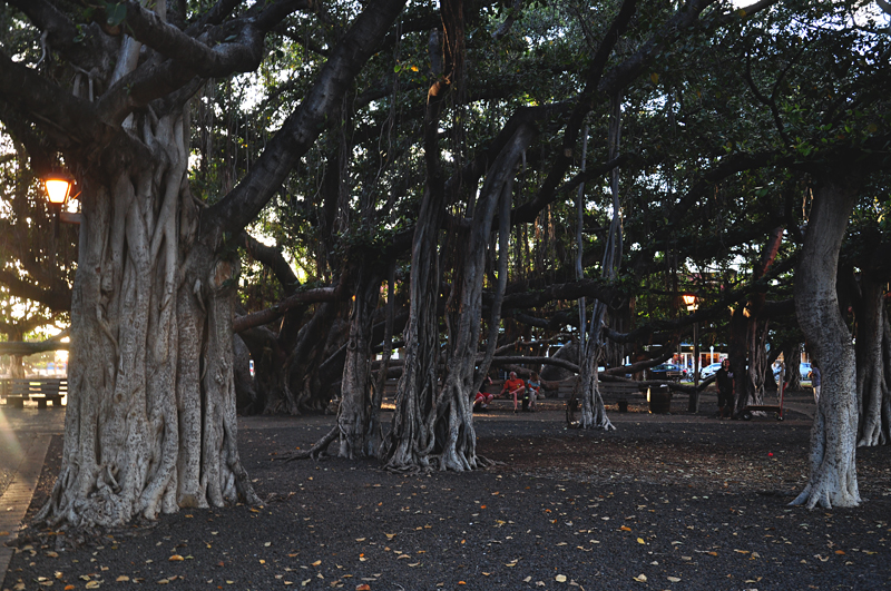 Lahaina Maui figowce