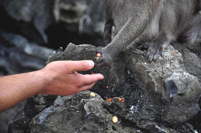 Tajlandia karmienie małp
