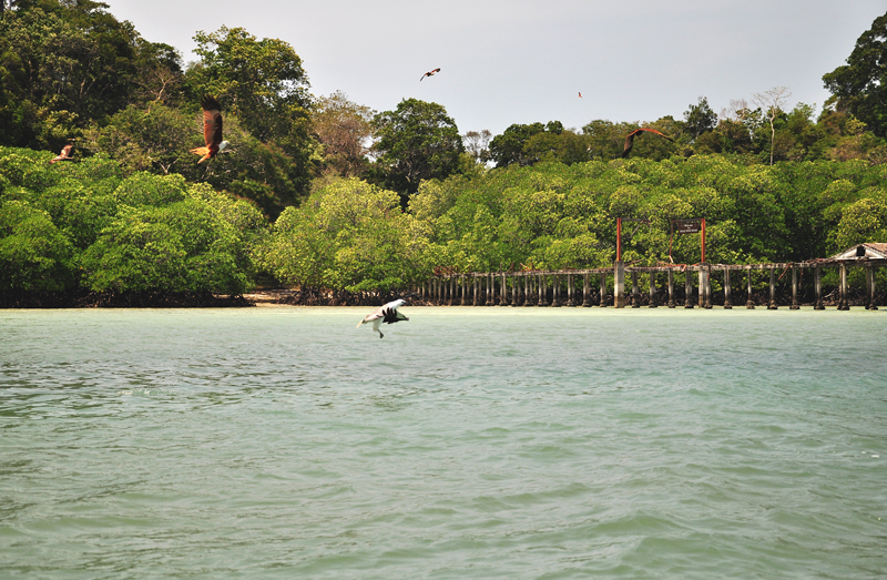 Langkawi karmienie orłów