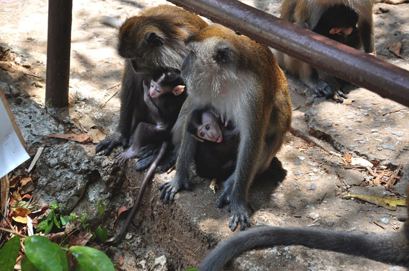 zwierzęta na Langkawi