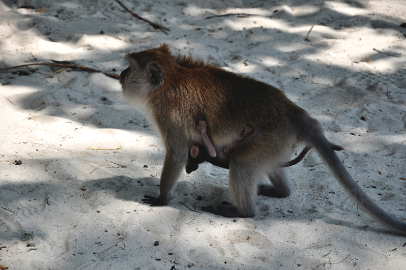 małpy na Langkawi