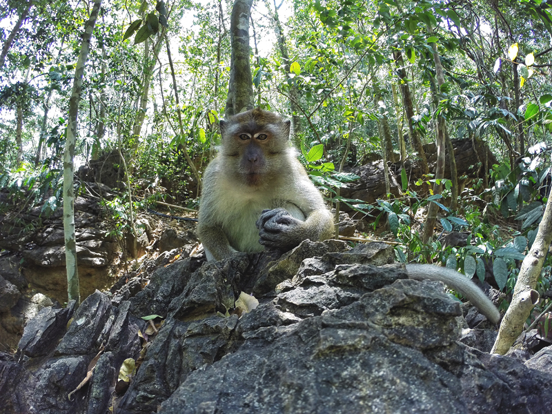 Langkawi małpa