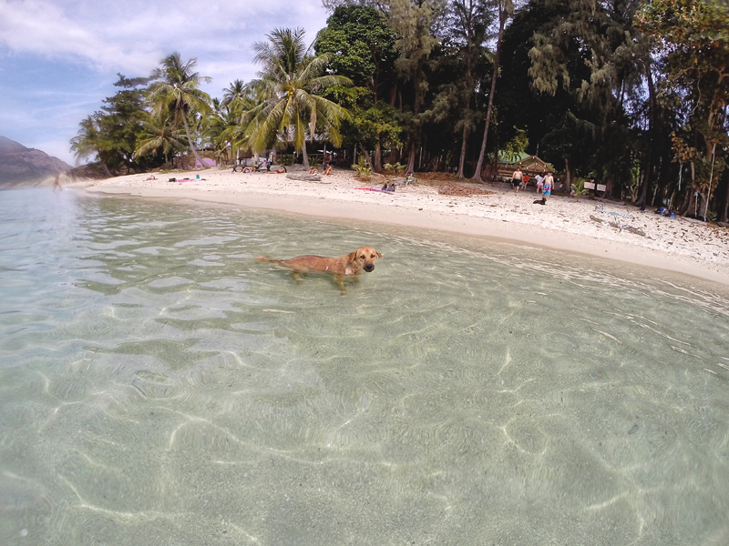 Pies na Koh Lipe