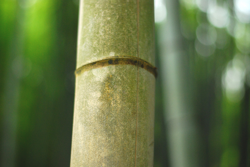 bambus w kioto