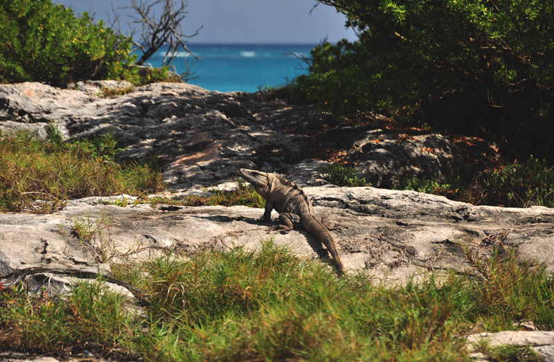 Tulum Meksyk