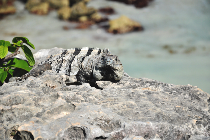 Co zobaczyć w Tulum