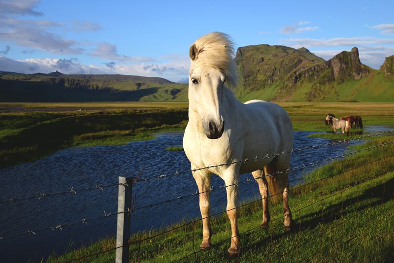 Islandia koń