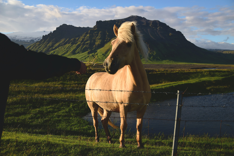 Islandia koń