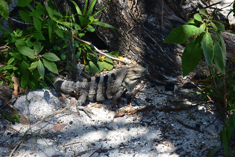 ambergris caye belize