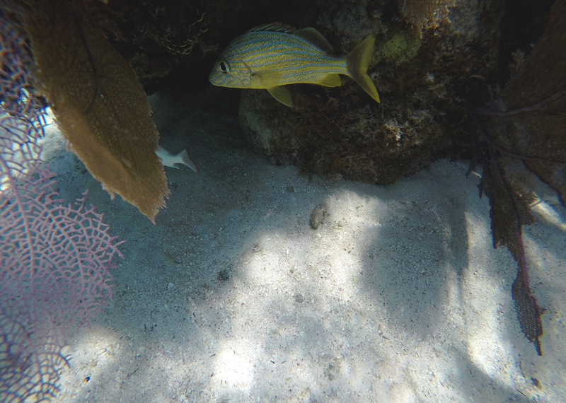 caye caulker hol chan tour