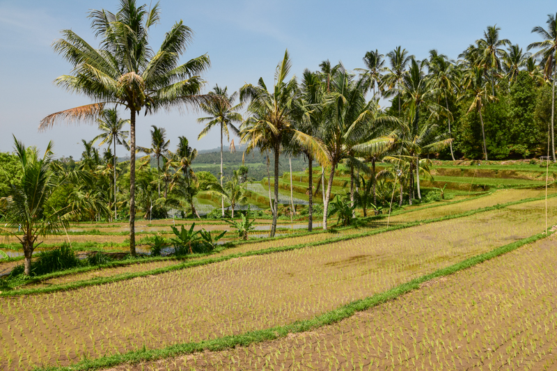 Klimat na Bali