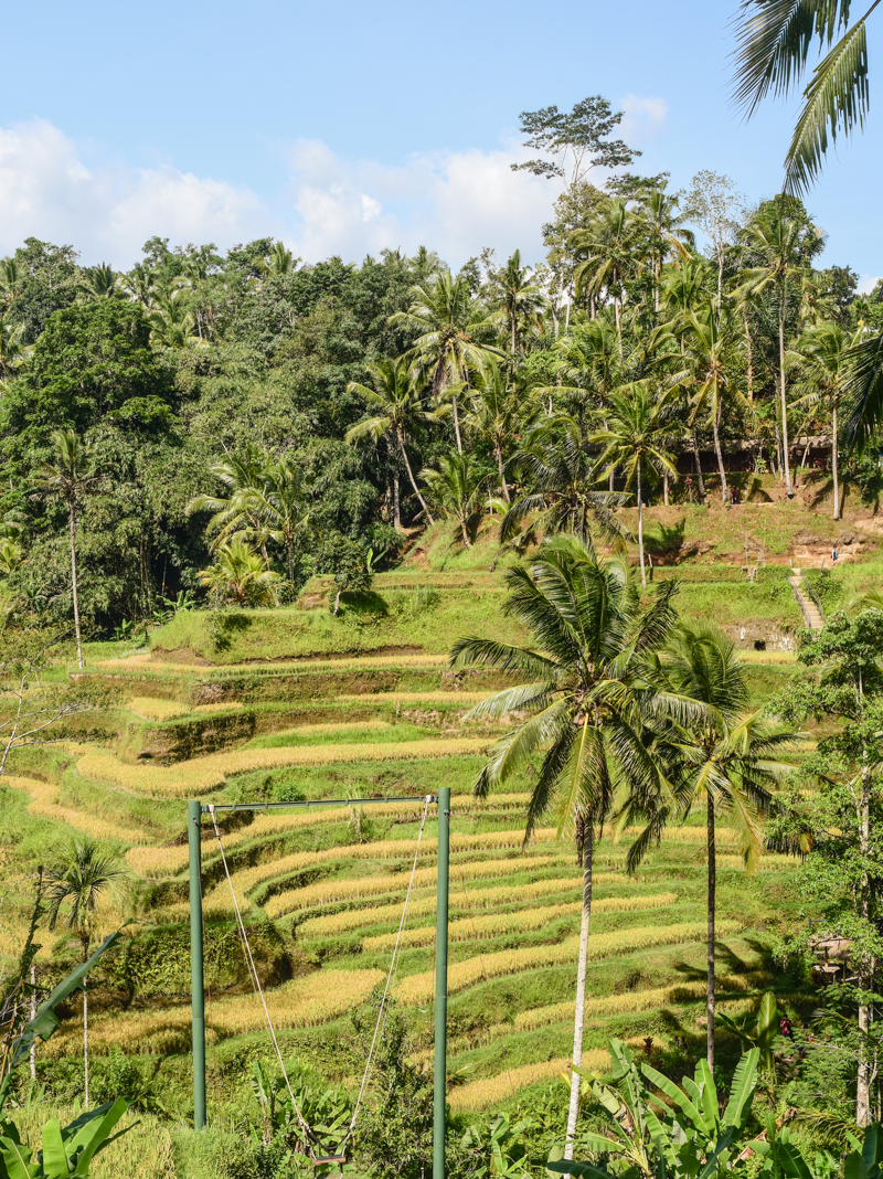 Ubud tarasy ryżowe