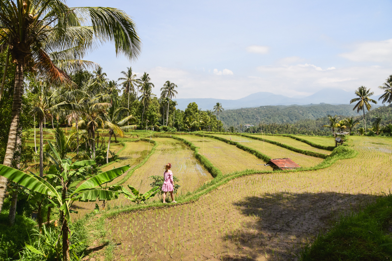 Bali tarasy ryżowe