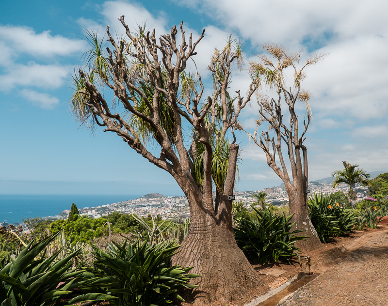 Funchal ogrody