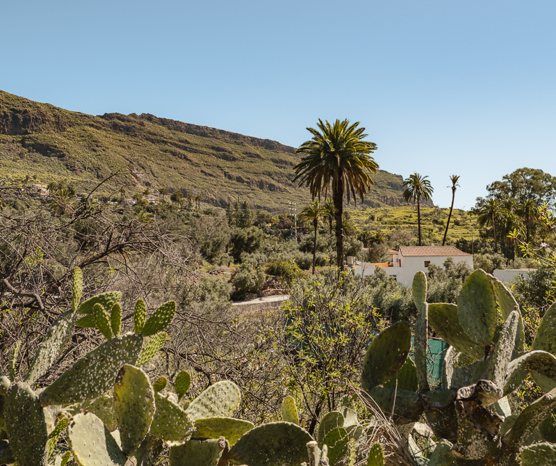 Santa Lucía de Tirajana - białe domy pośród palm w kalderie Tirajana