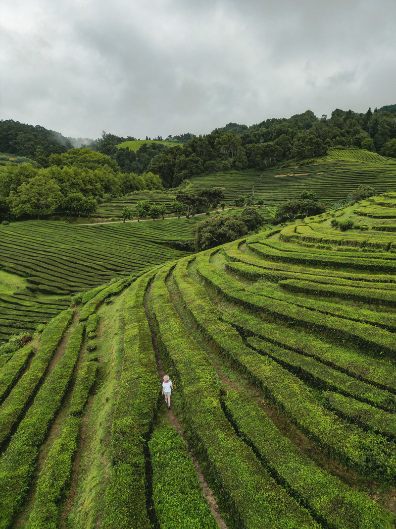 Plantacja herbaty Cha Gorreana na Sao Miguel